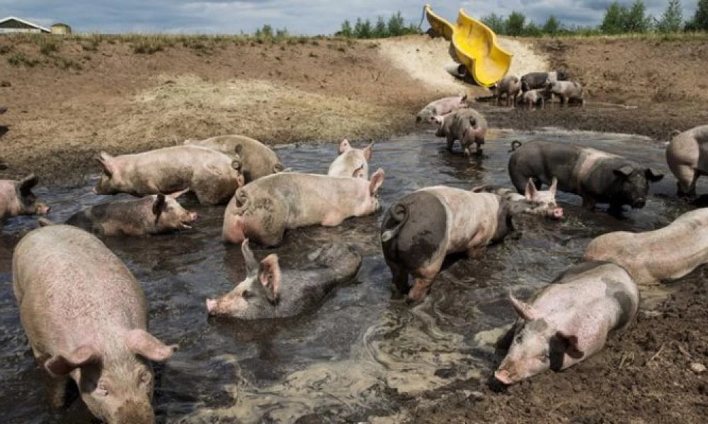 Την σκότωσαν επειδή δεν ήθελε να πουλήσει την γη της